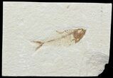 Diplomystus Fossil Fish - Wyoming #67953-1